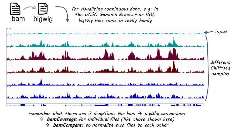 Plot of ChIP-Seq signal from multiple samples across a genome region