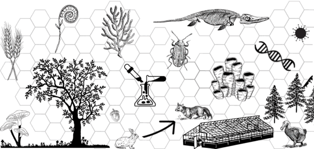 Drawing of an Ecological System