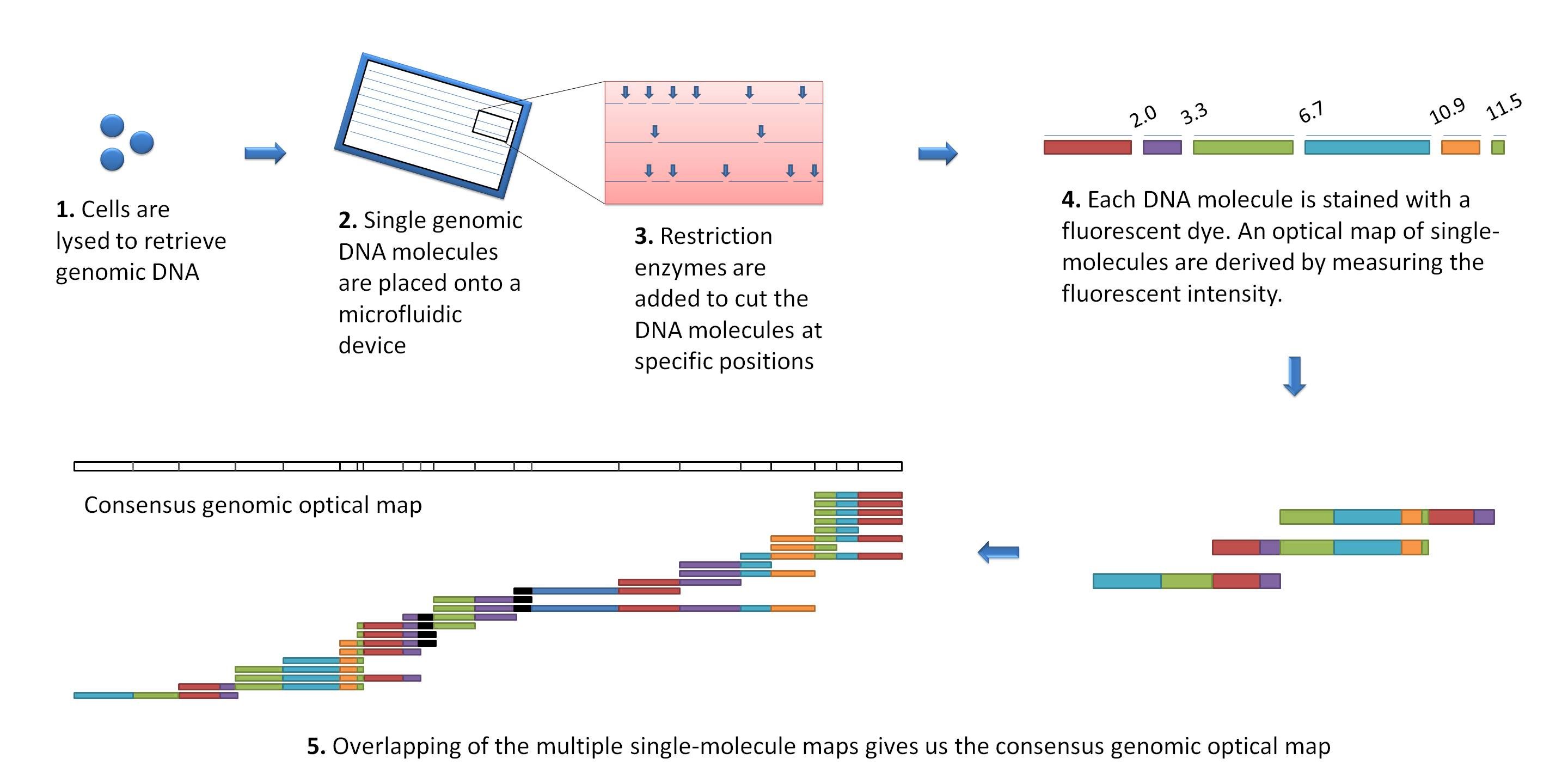 Optical mapping workflow