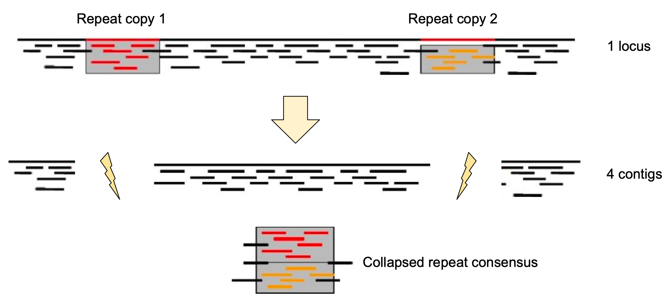 Collapsed consensus from repeat copies