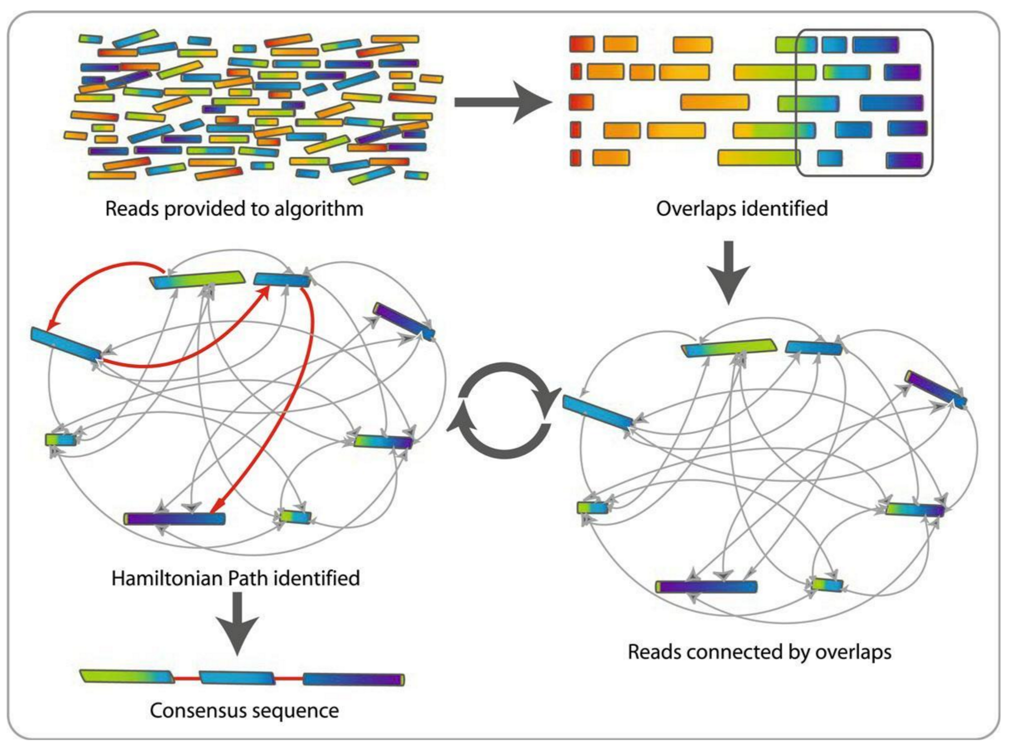 Reads are provided to the algorithm, they are in the colours of the rainbow. Next overlaps are identified and the rainbow resolves itself. A subset of that is highlighted and points to reads connected by overlaps with many arrows going between the bluegreen fragments that are highlighted. This goes to the hamiltonian path identified with a re-run arrow between, indicating some mount of backtracking needed to find the best path. Finally the hamiltonian produces a consensus sequence with the correct final ordering.