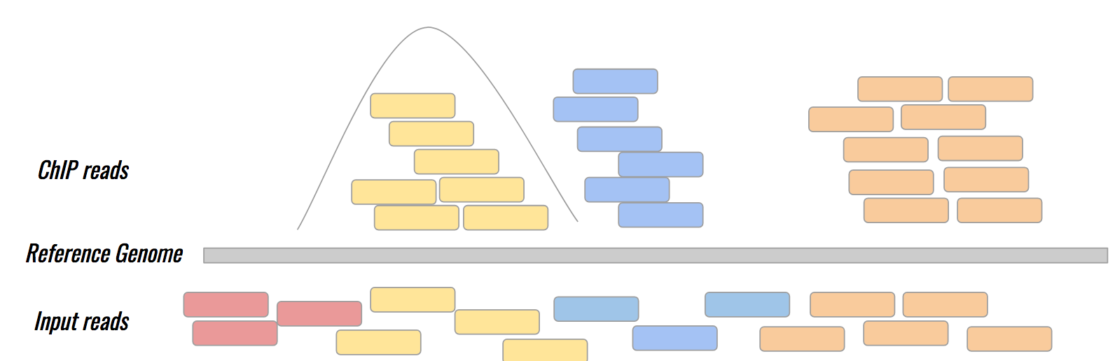 A cartoon of sequencing shows a line labelled genome. Input reads shown below map along the entire genome. ChIP reads map in broad peaks, along only specific regions.