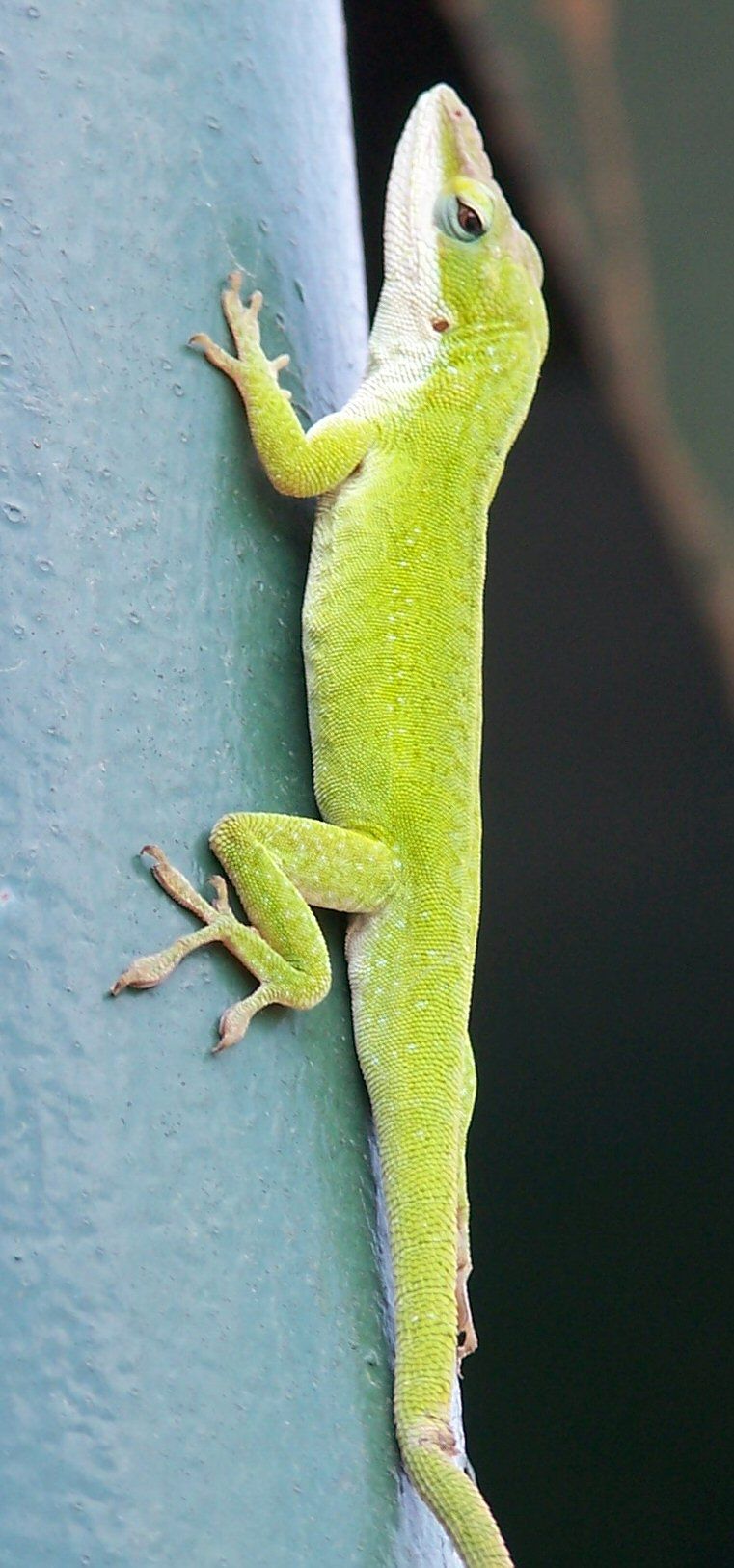 Photograph of a green lizard