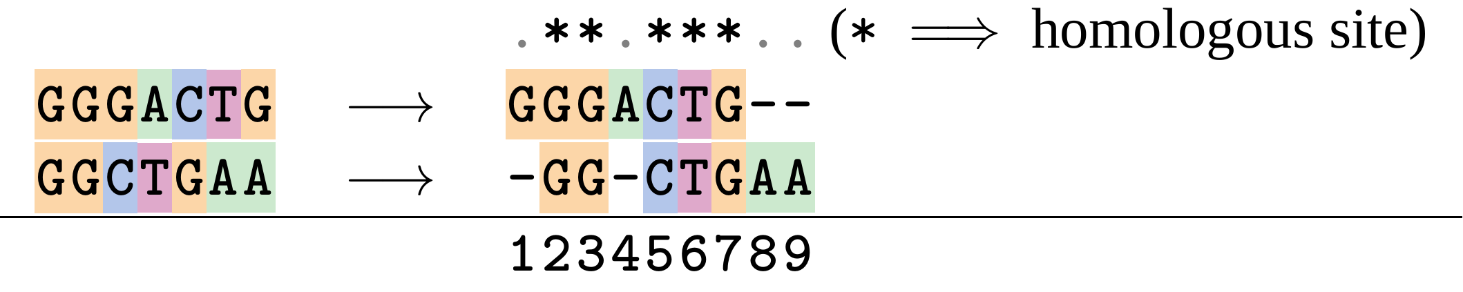 Alignment of two DNA sequences GGGACTG and GGCTGAA. In the alignment gaps, indicated by -, are added to the sequences to form GGGACTG-- and -GG-CTGAA so that homologous sites are aligned at positions 2, 3, 5, 6, 7. 