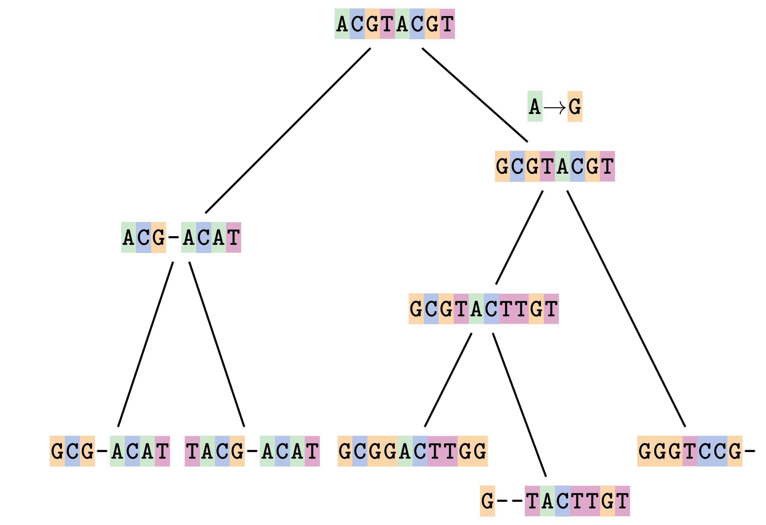 A schematic of a phylogenetic tree showing the evolution of different DNA sequences from a common ancestral sequence. An A to G substitution is highlighted in the first branching event.