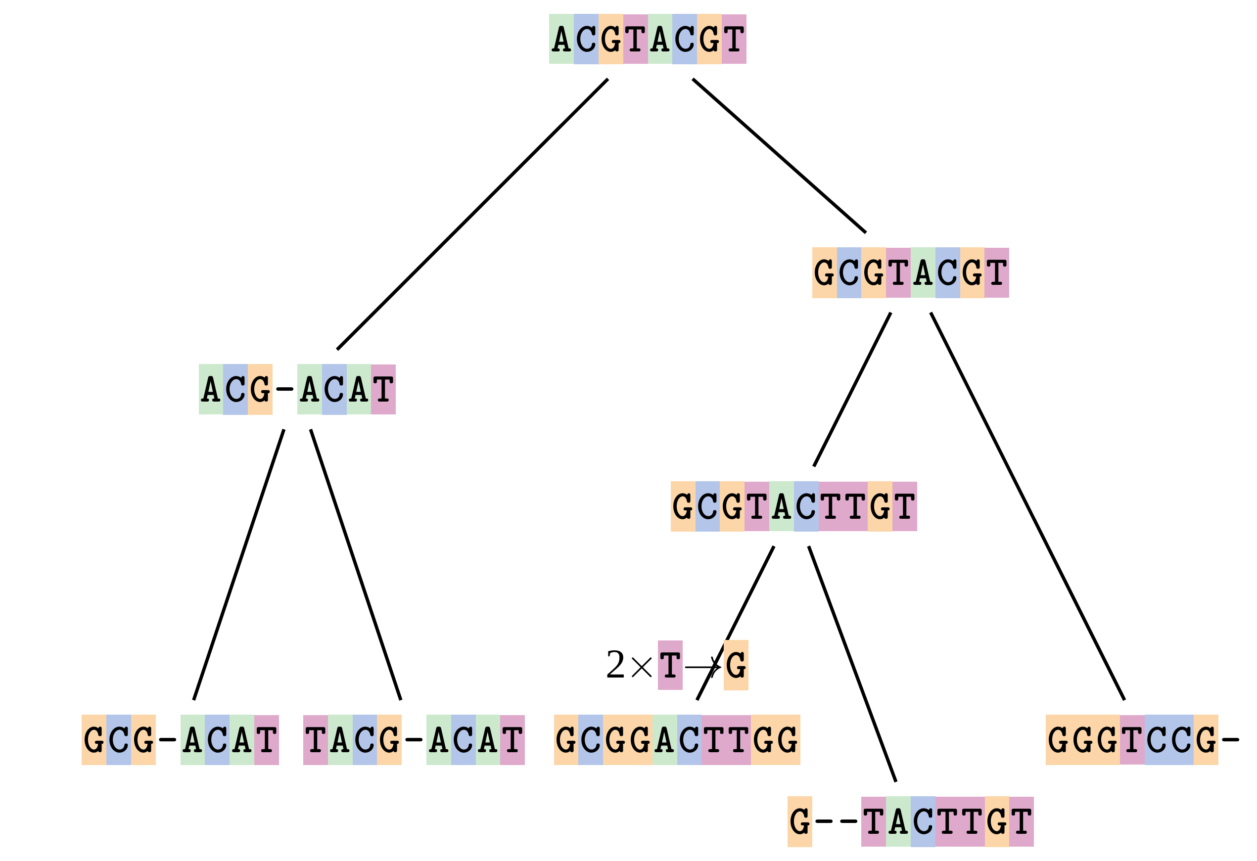 A schematic of a phylogenetic tree showing the evolution of different DNA sequences from a common ancestral sequence. Two T to G substitutions have occurred on one branch.