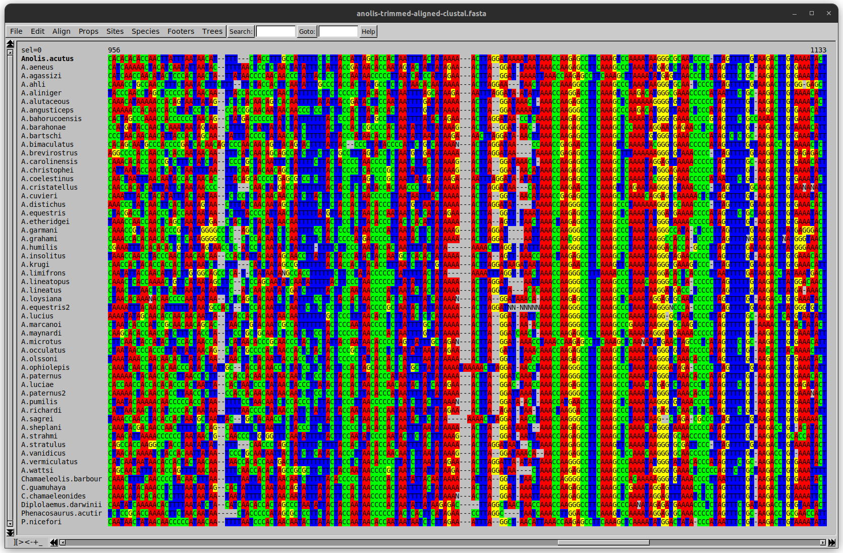 Screenshot from the program SeeView showing a multiple sequence alignment of Anolis species. DNA sequences are aligned vertically and nucleotides are colour coded. Aligned sites can be identified by solid lines of colour that run from top to bottom of the image. Full description included in the video recording at 40:06.