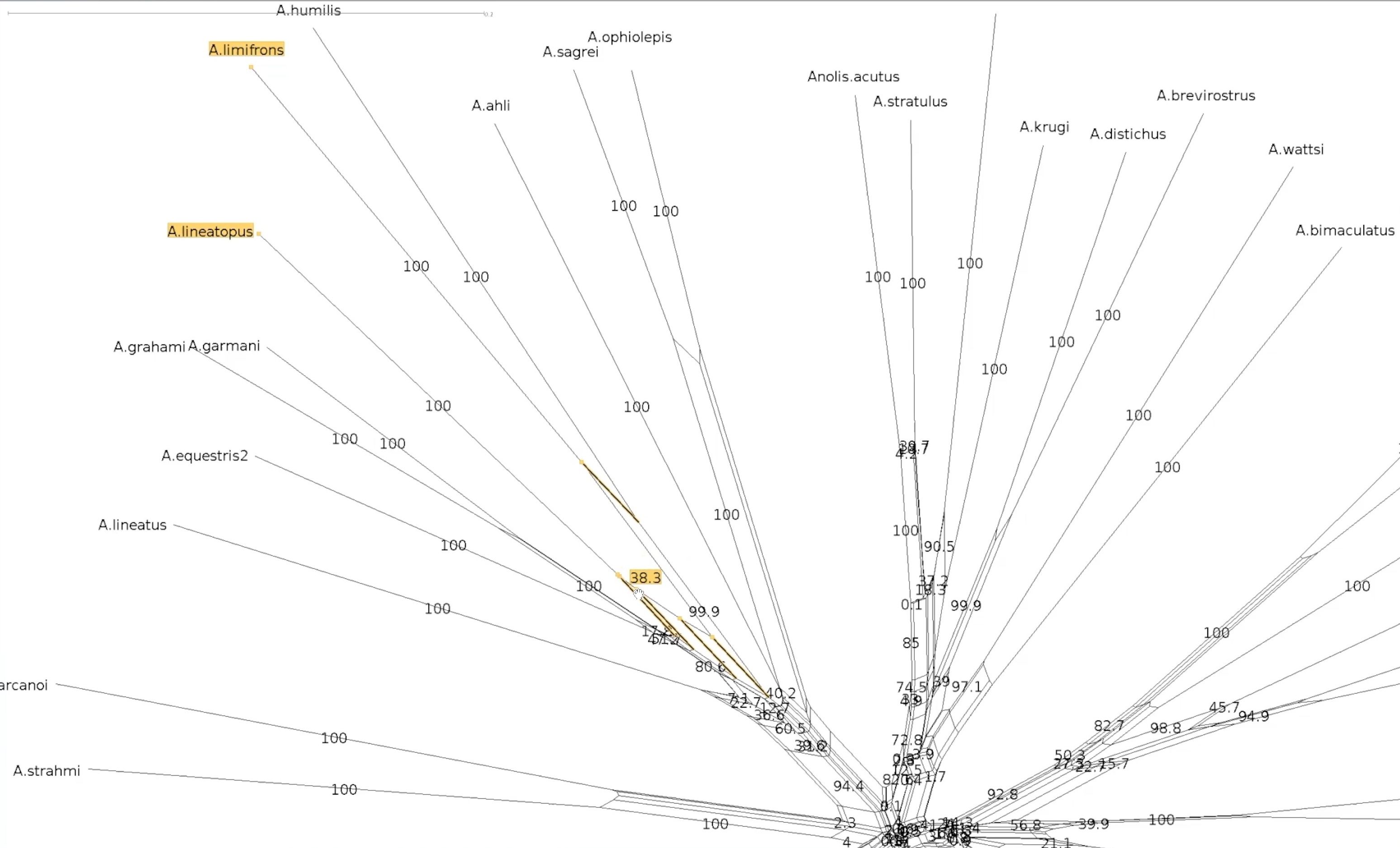 Close up screen shot of a section of a circular phylogenetic network with multiple branches splitting out from a central point. The split containing A. lineatopus and A. limifrons is highlighted in yellow and is annotated with the value 38.3