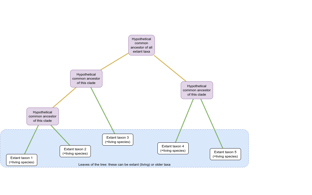 Schematic of a phylogenetic tree composed of five extant taxa (white boxes) and their hypothetical ancestors (purple boxes). Coloured lines represent relationships between taxa. The root of the tree is a hypothetical common ancestor at the top of the image and extant taxa are at the bottom. The tree branches from this common ancestor twice on the left to form two clades containing extant taxa 1 and 2; or extant taxa 3. The tree branches once to the right to form a clade containing extant taxa 4 and 5.