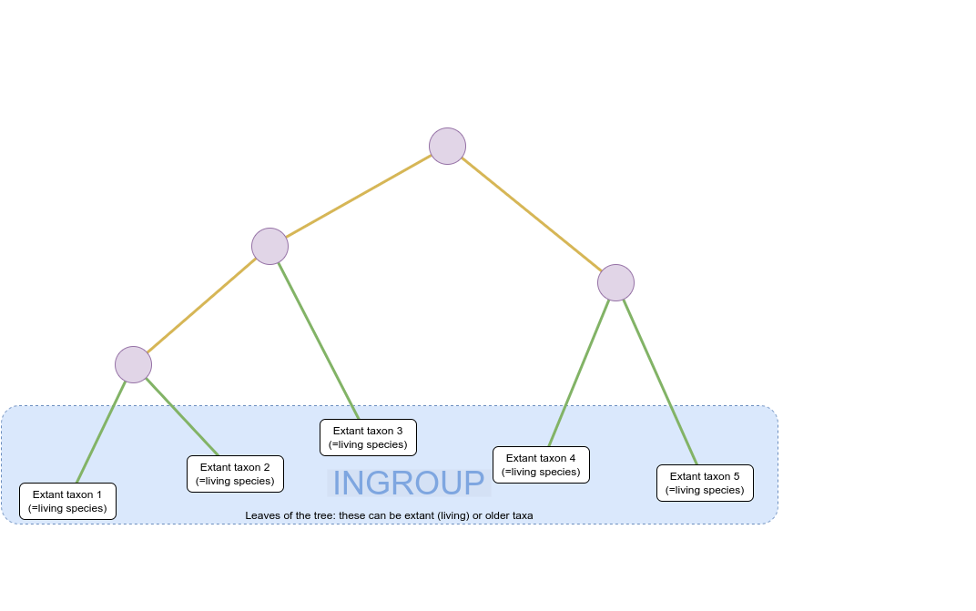 Schematic of a phylogenetic tree where internal nodes are represented by purple circles and extant taxa by white rectangles. Coloured lines represent the relationship between nodes and taxa. The root of the tree is at the top of the image. The tree branches multiple times from the root through additional internal nodes forming three clades composed of five extant taxa at the bottom of the image. These five extant taxa are highlighted by a blue box and labelled as the ingroup.