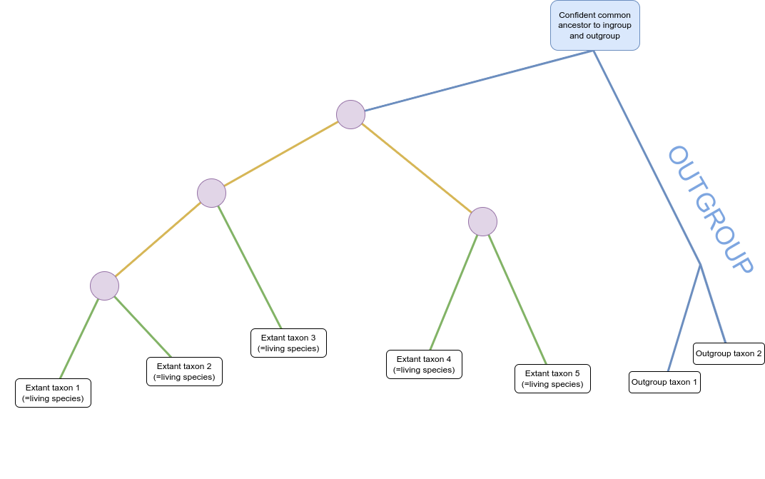 Schematic of a phylogenetic tree where internal nodes are represented by purple circles and extant taxa by white rectangles. Coloured lines represent the relationship between nodes and taxa. The root of the tree is at the top of the image. The tree branches multiple times from the root through additional internal nodes forming three clades composed of five extant taxa at the bottom of the image. Two additional taxa appear to the right of the tree and are labelled as the outgroup. This outgroup is joined to the tree by blue lines pass through “A confident common ancestor to the ingroup and outgroup”.