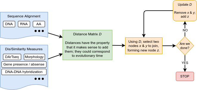 Flow chart illustrating how sequence alignment data or dis/similarity measures are used to calculate and calculate phylogenetic distances. Colours and shapes are used to differentiate different sections of the flowchart, guiding the viewer through each step from left to right. The flowchart begins with Sequence Alignment or Dis/Similarity Measures. These are used to form a distance matrix (D) which is used to select two nodes (x and y) forming a new node z. The distance matrix is updated with the new node z until no further nodes can be formed. Described at 8:20 in the video recording.