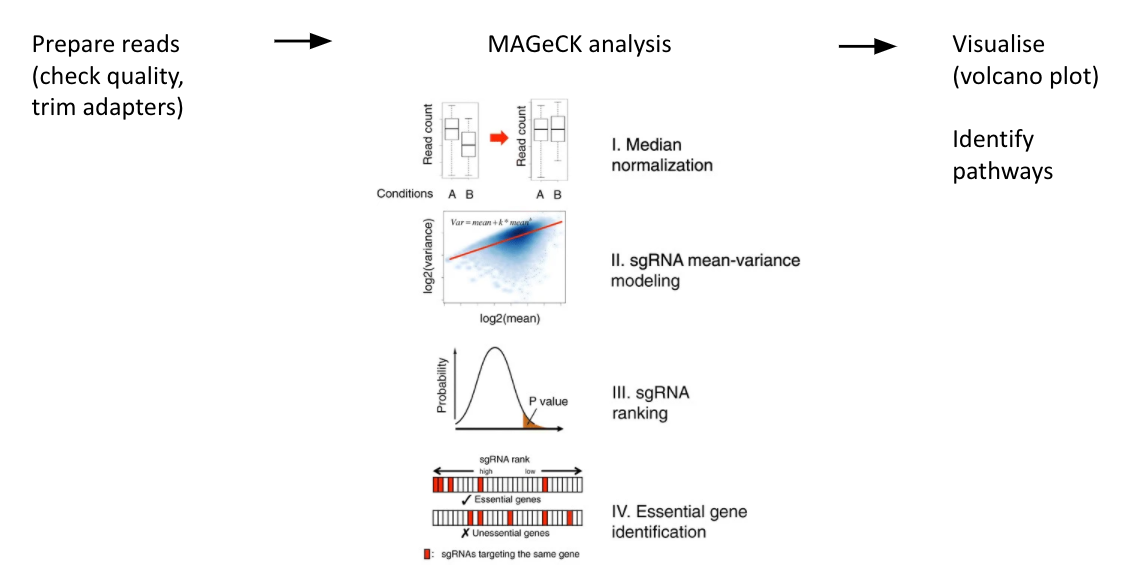 CRISPR workflow