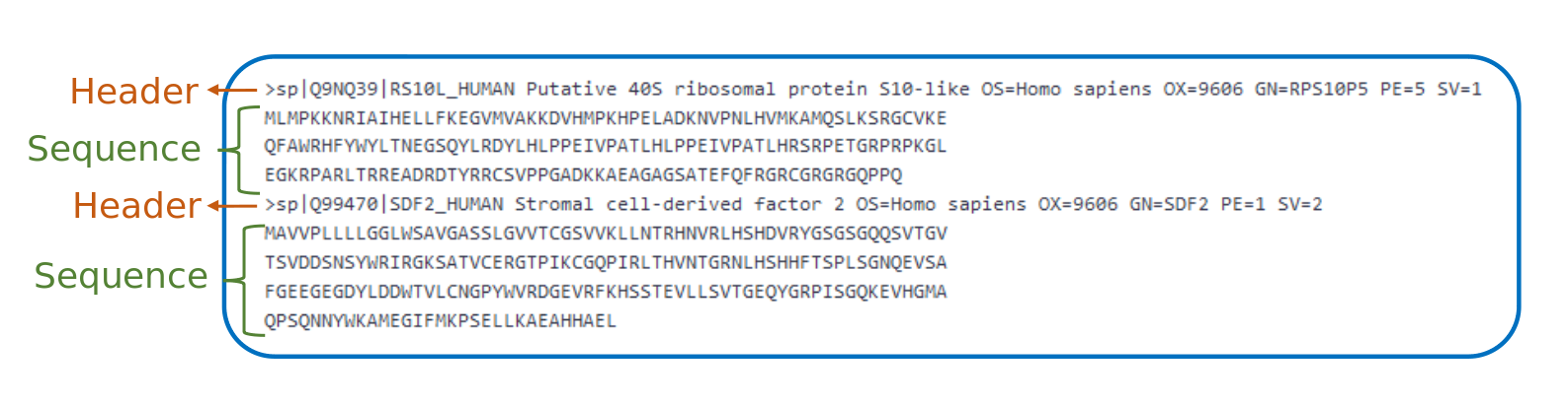 a fasta file is shown with interleaved headers and sequences.