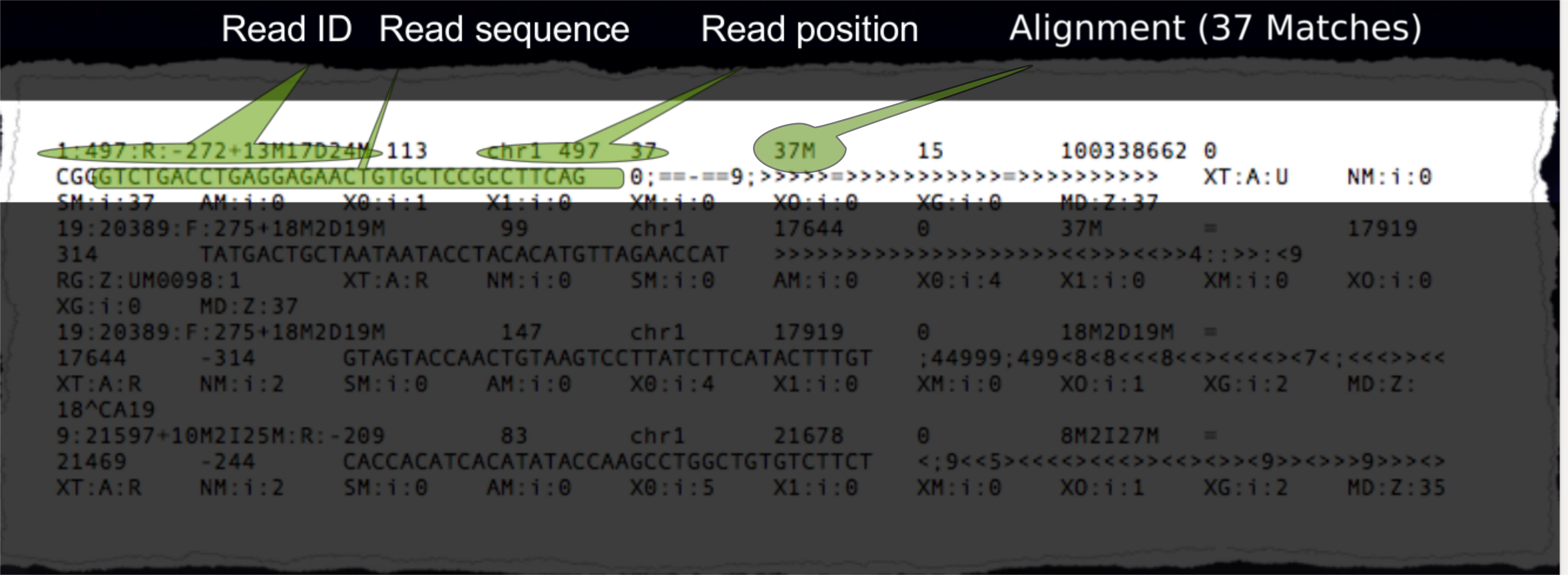 More detailed view of SAM format