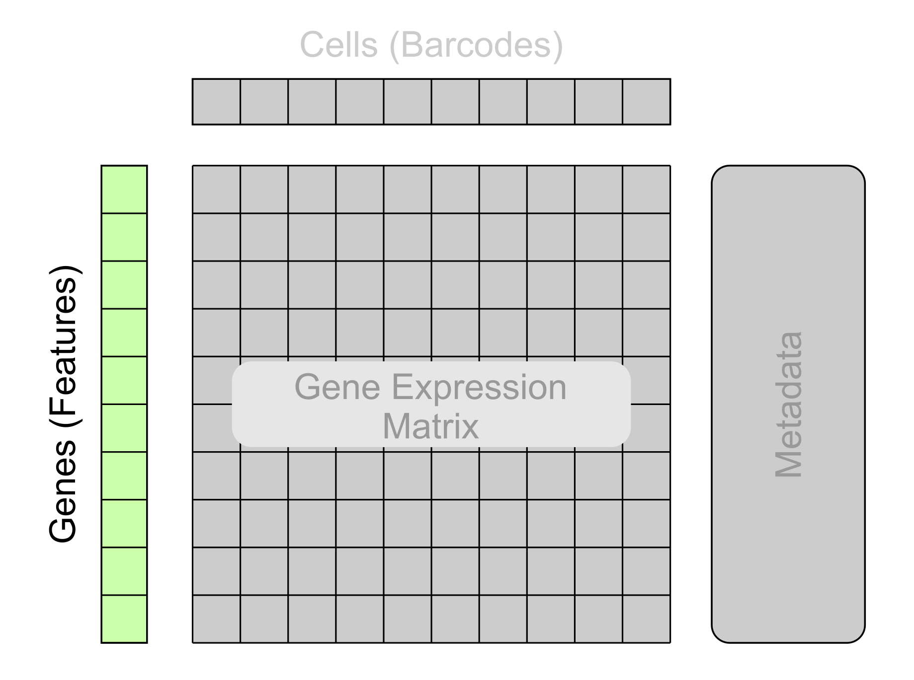 Basic structure of single-cell data with the genes section highlighted