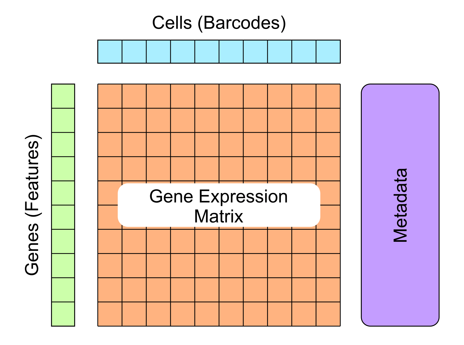 Basic structure of single-cell data