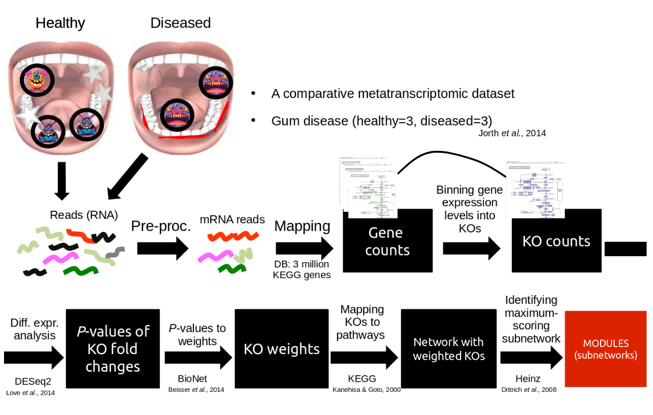 The healthy and diseased mouths are sequenced, mapped to produce gene counts, these are binned for KO counts, and differential expression analysis produces the p-values of KO Fold changes. The p-values are converted to KO weights, and these are mapped to KO pathways to produce a network with weighted KOs, and maximum scoring subnetworks are extracted.