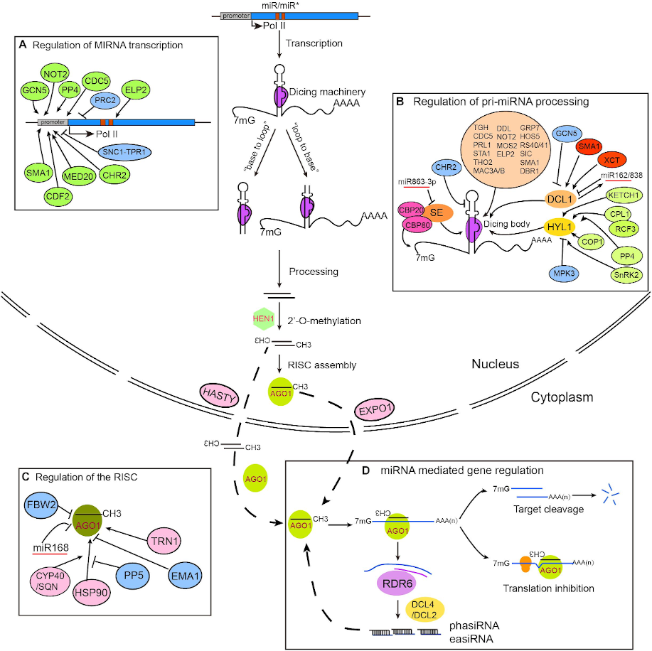 Biosynthesis of miRNA in plants